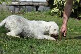 LAGOTTO CAVAGE 030